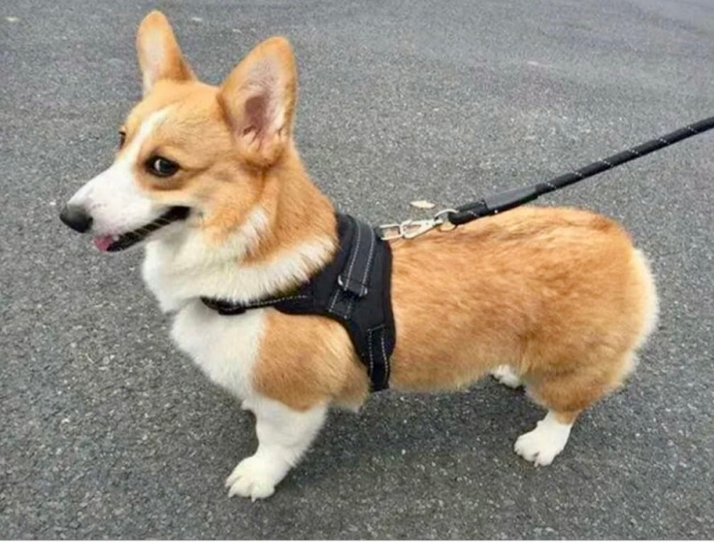 Arnés Ajustable Reflectante Talla L + 1 Guante de Aseo para Perros y Gatos - Accesorio para Mascotas